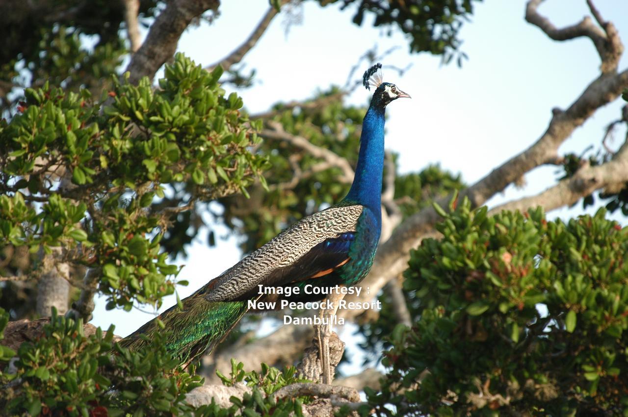 New Peacock Resort Dambulla Eksteriør bilde